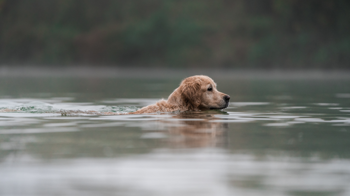 В Махачкале мужчина спас тонувших кошек и собак из затопленного приюта
