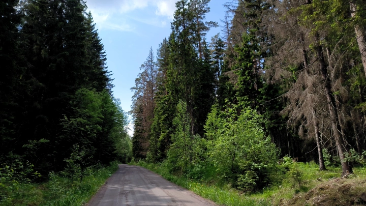 В лесу Пермского края нашли тело мужчины: что известно