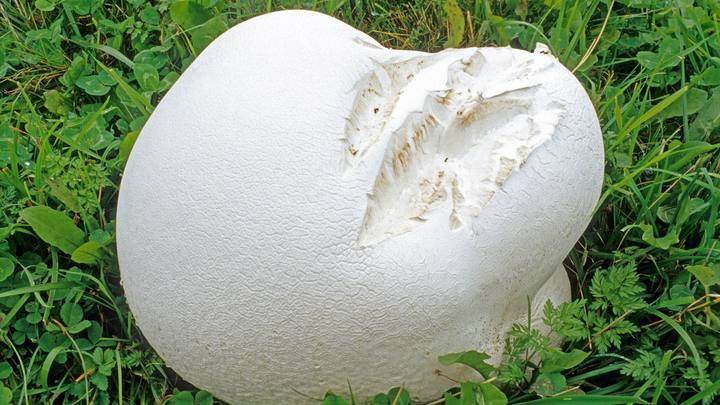 Жительница Новосибирска нашла гриб головач весом 6 килограммов