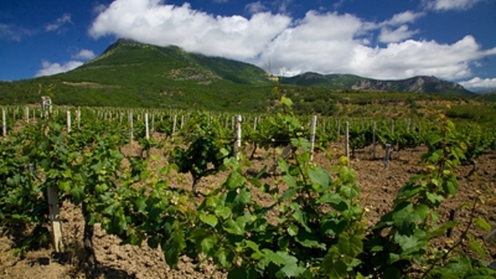 iScience: ряд вин могут исчезнут из-за глобального потепления