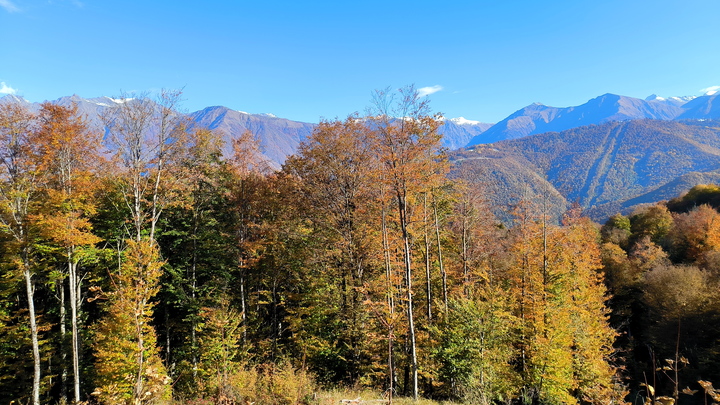 На Кубани ввели запрет на нахождение в лесах