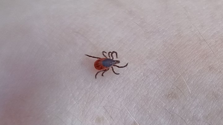 Около 3 тысяч забайкальцев кусали клещи, 105 человек заболели