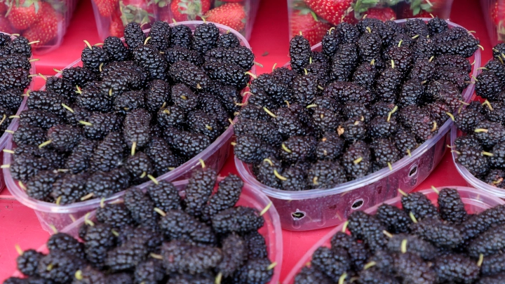 Тютина: от витаминной бомбы до аллергии – эксперт предупредил об опасности употребления ягоды