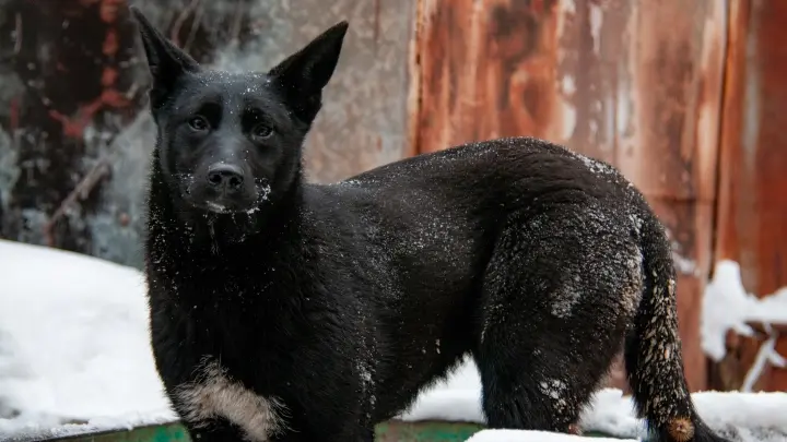 В Крыму пёс спровоцировал ДТП, а сам остался невредим