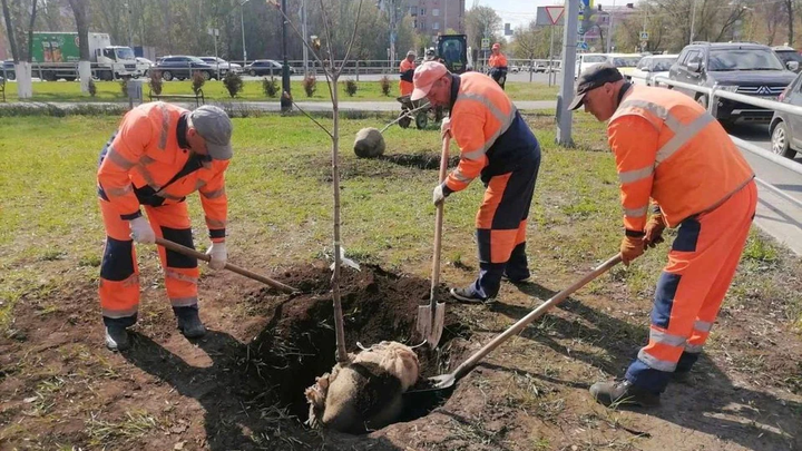 В Самаре на Московском шоссе высадили молодые каштаны. Но это не всё