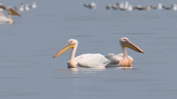 Розовые пеликаны развивают популяцию на Кубани
