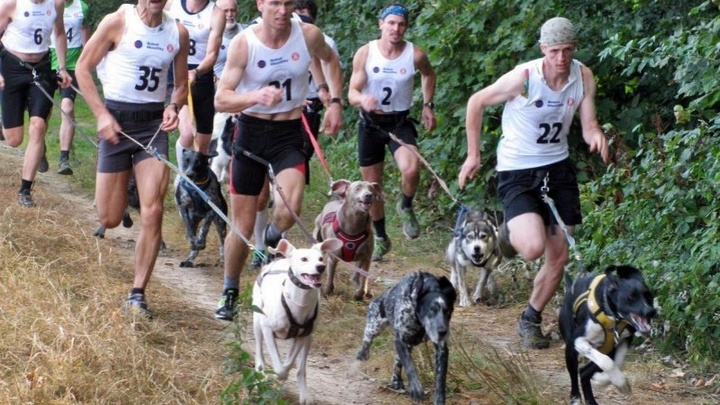 В Доброграде в выходные пройдет велогонка на собаках «Семь вёрст Crazy Dog»