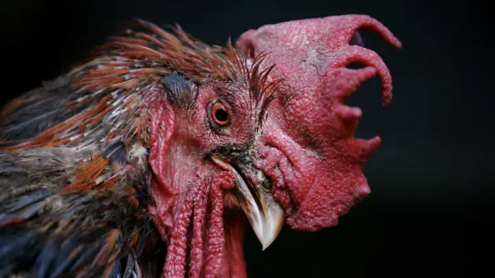 Суд постановил, что вы можете кукарекать по утрам: Реальная история