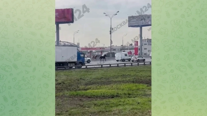 Две испуганные лошади выскочили на МКАД в Москве и попали на видео