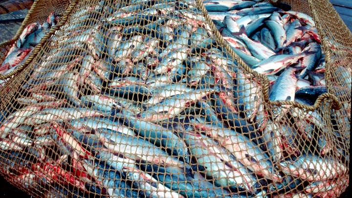 Японцы издевались над русскими пограничниками, пока не получили особый подарок