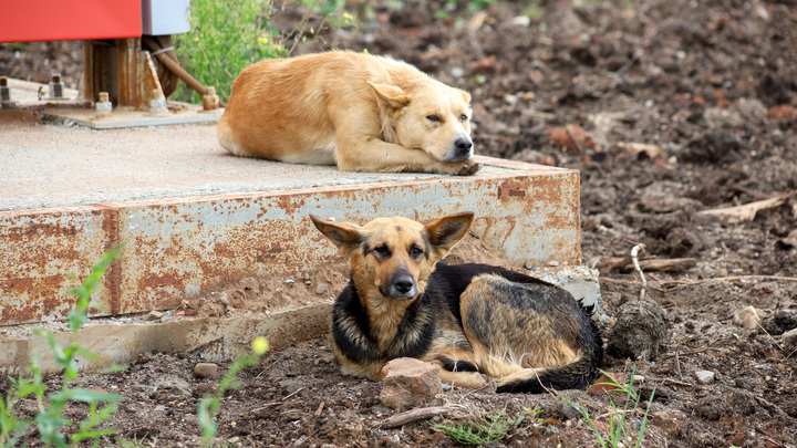Прокляли из-за собак. Мэр Железноводска отбивается от зооволонтёров заклинанием из Гарри Поттера