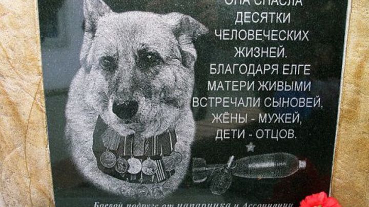 Спасала колонну солдат, прошла все горячие точки: история полицейской овчарки Елги