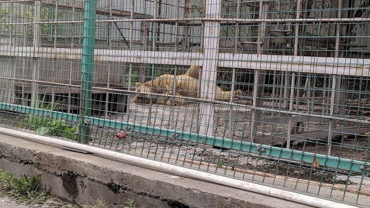 Челябинцев возмутил грязный медведь в клетке у пляжа
