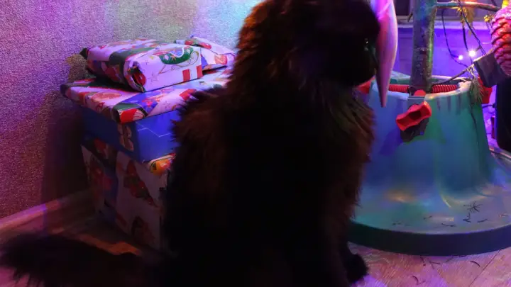 Врач раскрыла, чем грозит питомцам проглатывание новогодней мишуры и «дождика»