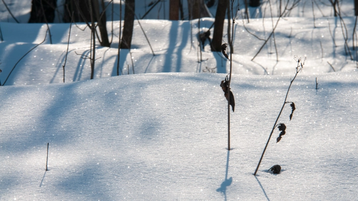Мать оставила 6-месячную дочь мёрзнуть в сугробе и попала под следствие