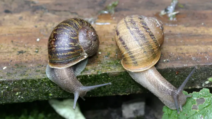 Одна на 40 миллионов: История о том, как буквально весь мир искал улитку-левшу