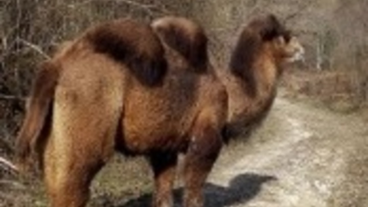 Нашлась верблюдица, сбежавшая из заброшенного сафари–парка в Сочи