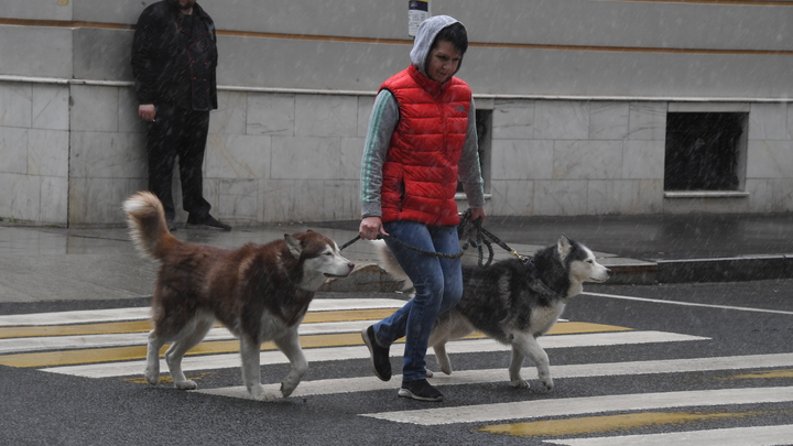 Бросить не получится: заводчиков домашних животных могут ждать огромные штрафы