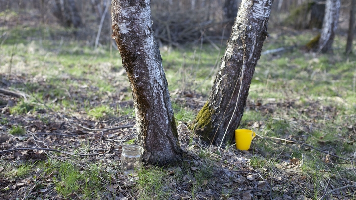 Выявлена опасность берёзового сока: Чтобы получить пользу, важно соблюдать одно условие