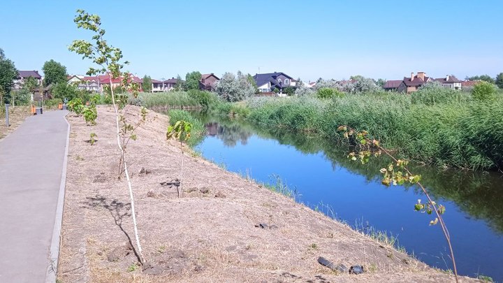 В Батайске продолжаются поиски сбежавшего крокодила