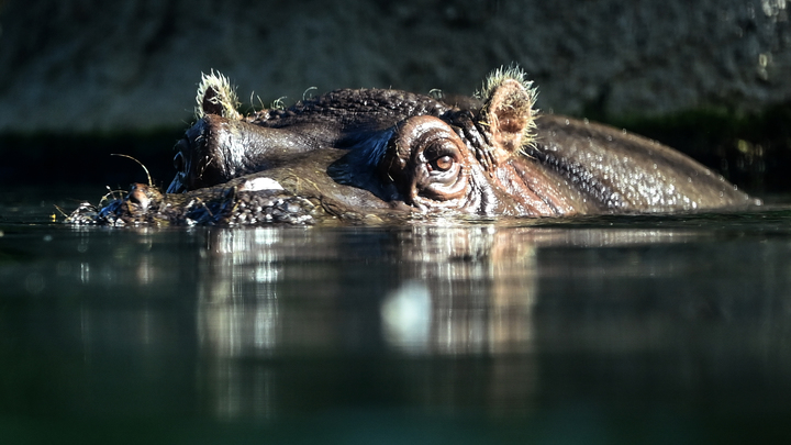 Антилопа забралась на бегемота, пытаясь выжить