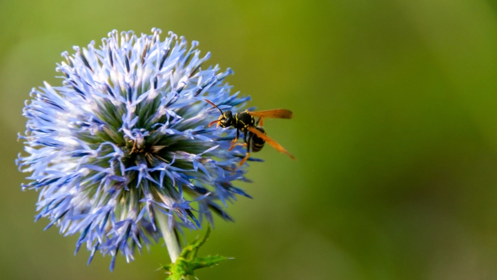 Жало, как оружие: в Самарской области обнаружили агрессивного подземного монстра