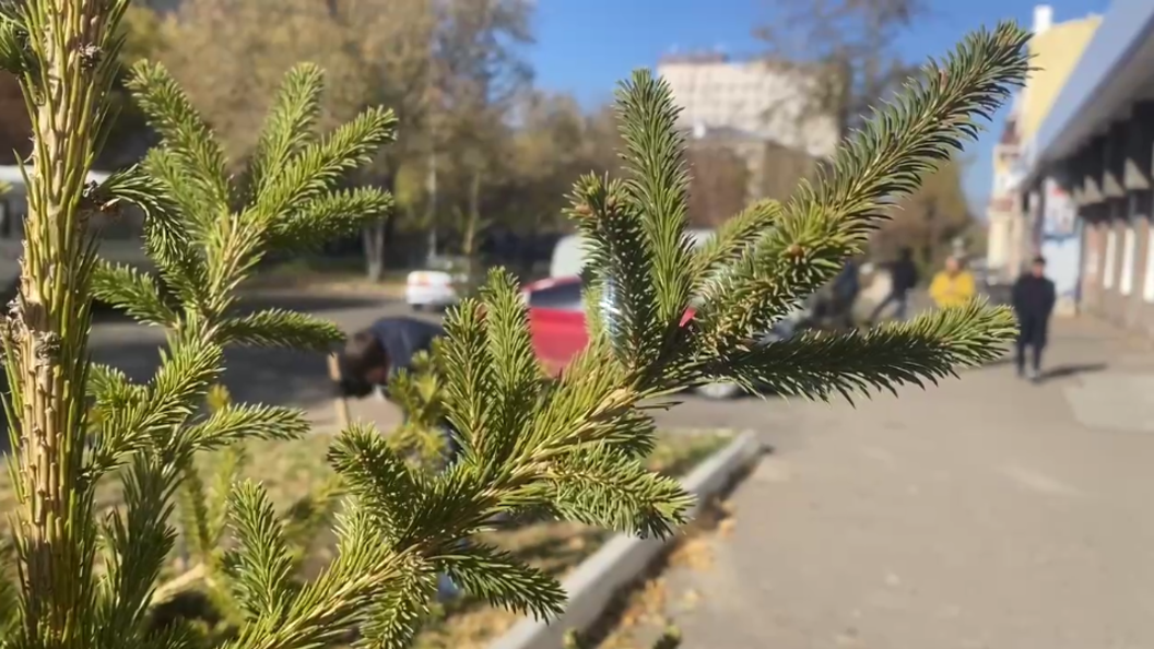 Тополь ель. Высадка елей и тополей.