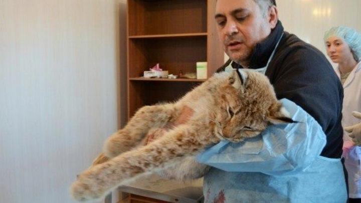 Охоту на рысь в челябинских лесах не запретят, несмотря на обращение Даллакяна