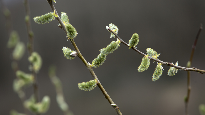 Вербная неделя 2024: история, традиции, что можно и что нельзя делать