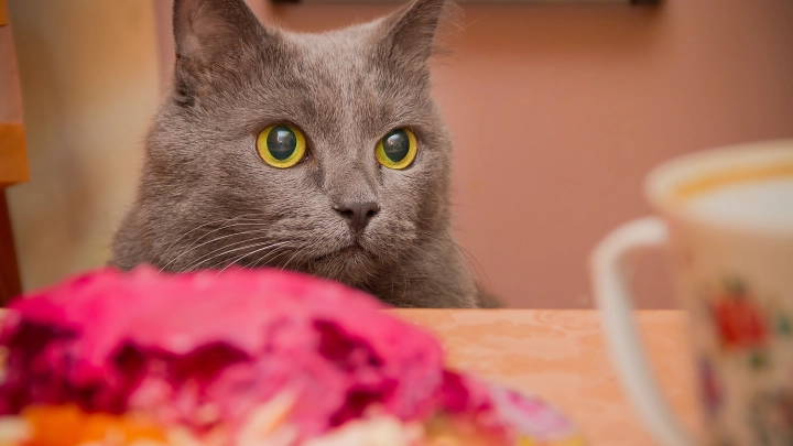 Пушистый поджигатель: кот спалил полкухни в Петербурге. Люди сделали вывод: 13-е число