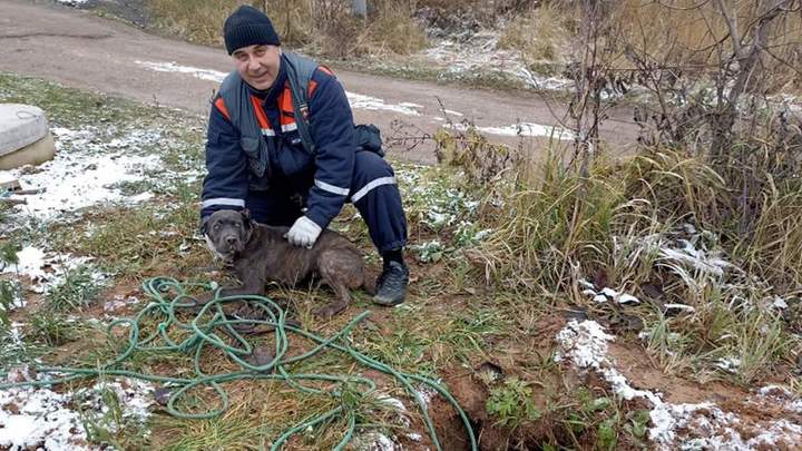 В Подмосковье спасли провалившегося в яму щенка