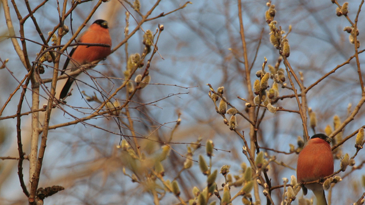 Почему во Владимире исчезли снегири