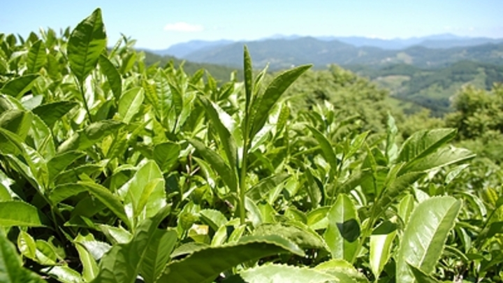 По решению суда чайные плантации в Сочи перейдут в собственность государства