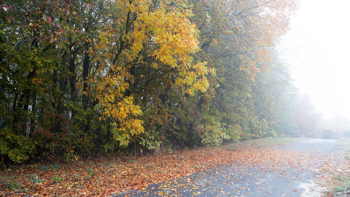 Два бизнесмена незаконно вырубили деревья почти на 5 миллионов в Ленобласти