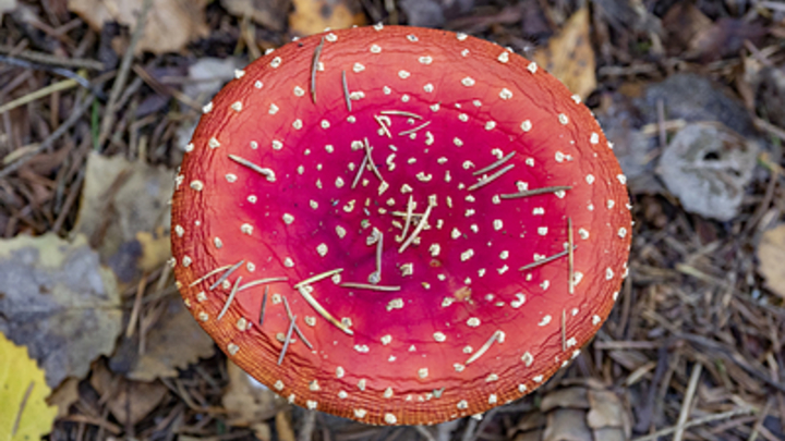 Эксперты предупредили об опасности БАДов из мухоморов