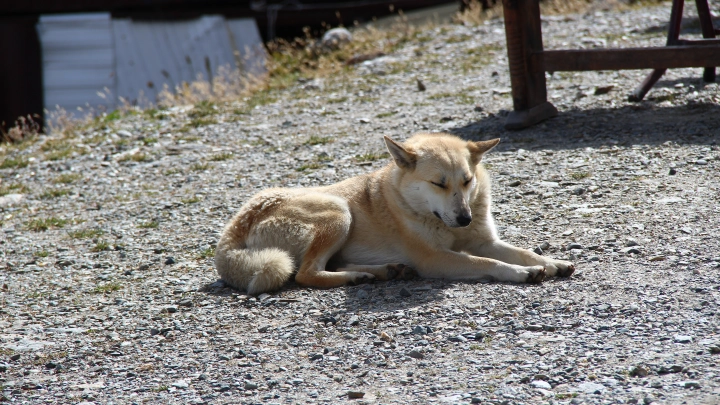Власти Марокко обвинили в жестоких убийствах бездомных собак перед ЧМ-2030 по футболу