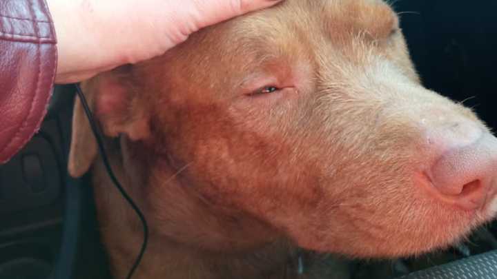 В Анапе ищут новый дом собаке, которая полгода ждала хозяев в аэропорту