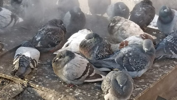 Жители Кузбасса сообщили об усеянных мертвыми голубями дворах