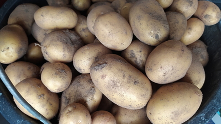 Главный миф о картофеле развенчан