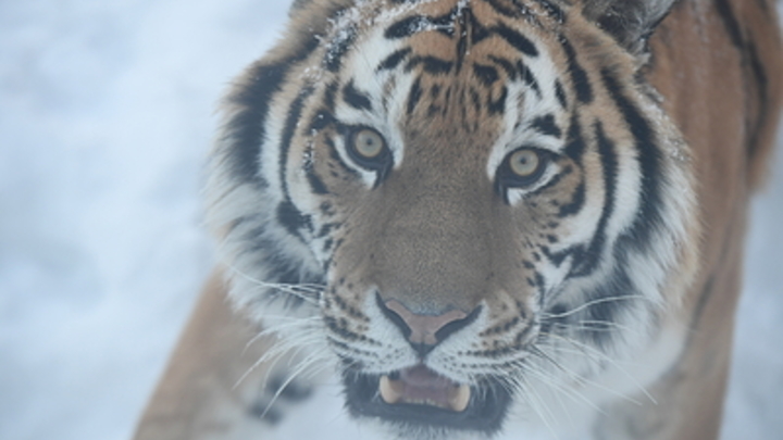 Спасал собаку и погиб: Тигр загрыз пенсионера в Хабаровском крае