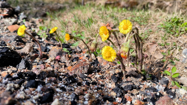 Лунный посевной календарь на 11 мая 2023: что сажать сегодня, советы садоводам и огородникам