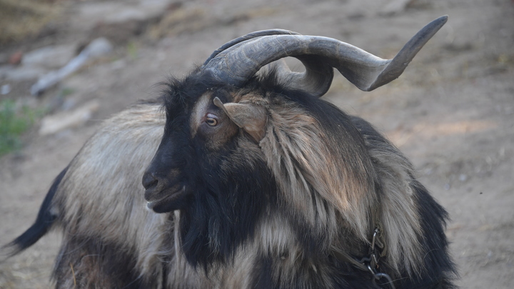 В Дагестане козёл выпрыгнул из грузовика и повис рогами на проводах