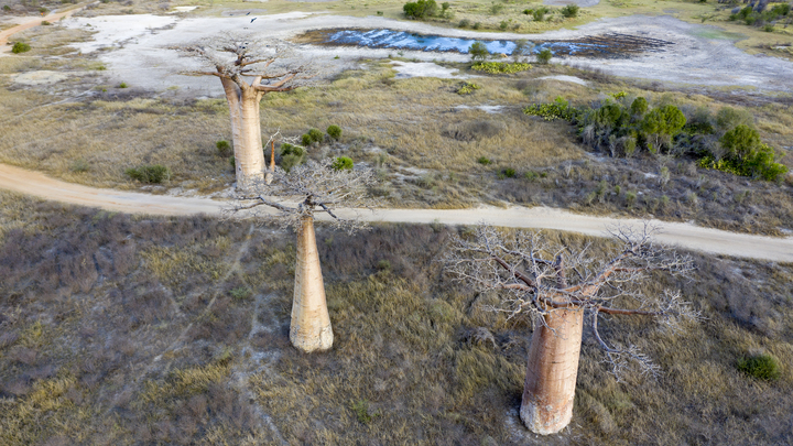 Еды нет. Перешли на кактусы: в ООН заявили о наступлении катастрофического голода