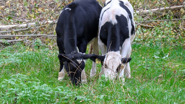 У крымчан отбирают скот: В России поёжились от новой байки из Киева