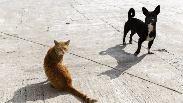 Вспышка ящура в Германии может обернуться пропажей популярных кормов для собак и кошек в России