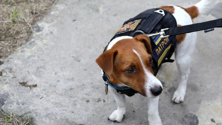 Взвыли пёс и Карась: Украинский зоопарк проклинает Илона Маска за закрытие USAID