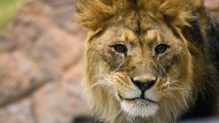 Хобби обернулось трагедией: домашний лев съел своего хозяина