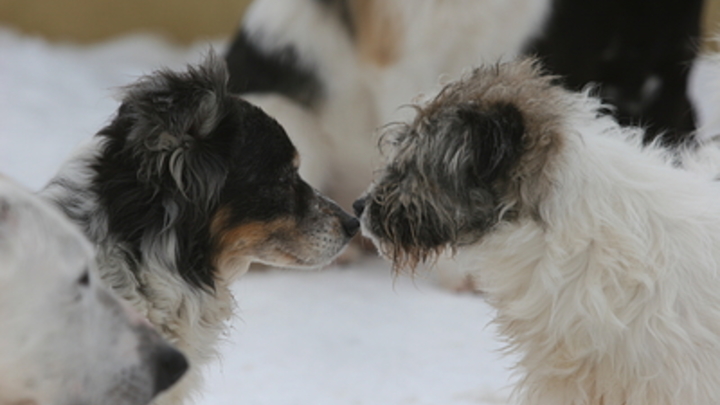 Тело нашли не сразу: В Забайкалье стая собак насмерть загрызла девочку