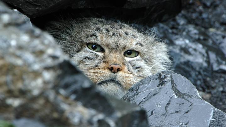 Показательное кормление манулов увидели посетители Новосибирского зоопарка