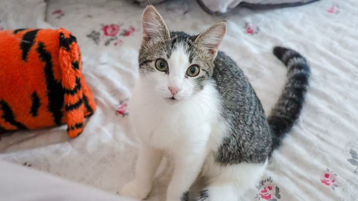 Почему у владельцев домашних животных качество сна хуже